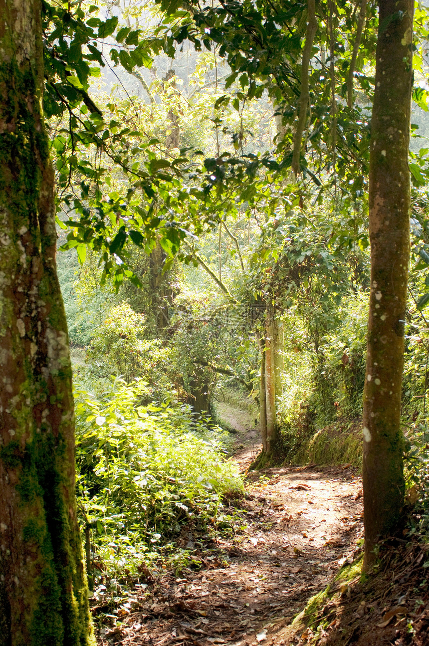 卢旺达国家公园丛林图片
