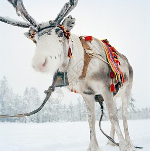 瑞典拉普兰的萨米驯鹿图片