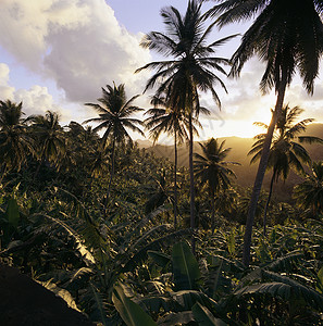 乡村景观棕榈树图片