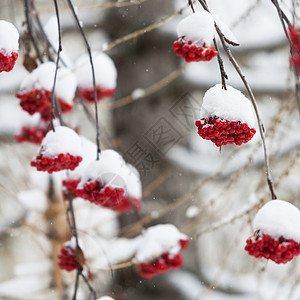 被雪覆盖的红浆果背景图片