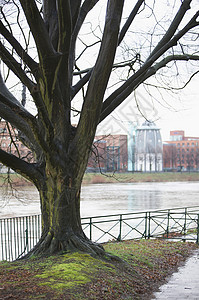 树长在河边图片