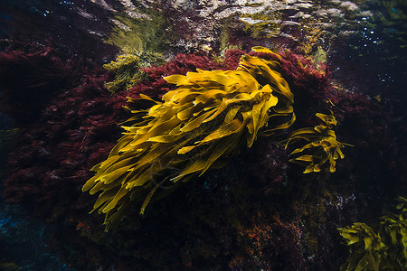 海藻胶囊红棕色新西兰海藻，潮间带，贫穷骑士岛海洋保护区，新西兰背景