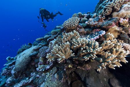 水下摄影师在库克群岛帕默斯顿环礁拍摄珊瑚礁高清图片