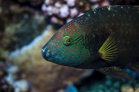 毛利鱼库克群岛帕默斯顿环礁的Cheilius Chlorurus（毛利花濑鱼）水下视图背景