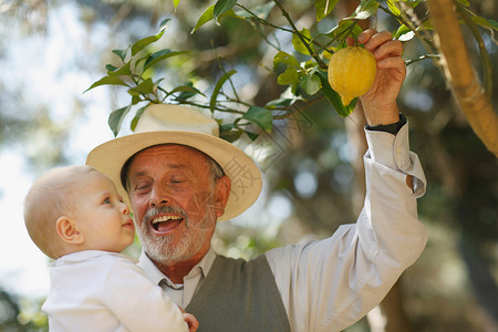 爷爷给婴儿看柠檬树背景图片