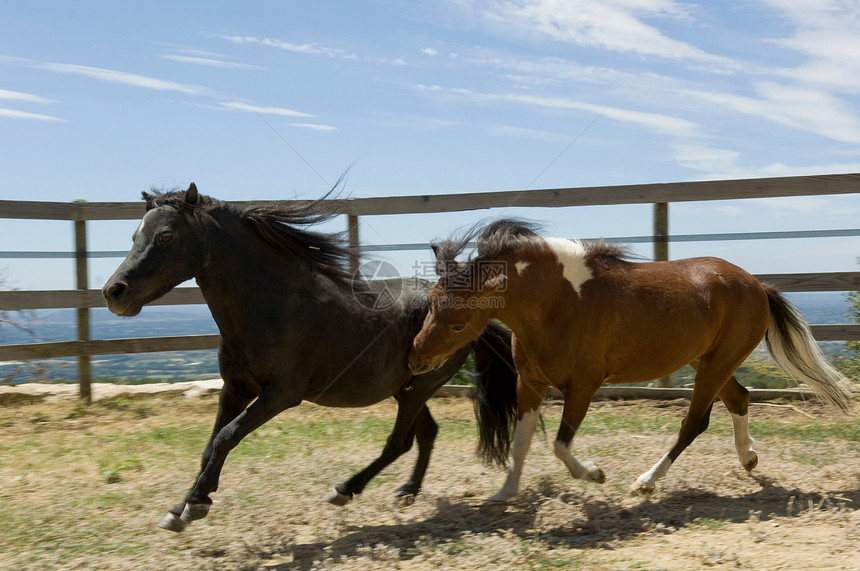 两匹小马在奔跑图片