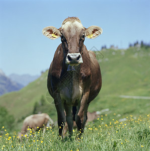 草地上的牛牲畜莱查赫高清图片