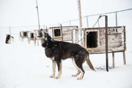 挪威斯瓦尔巴特，哈士基犬在围栏里嚎叫高清图片
