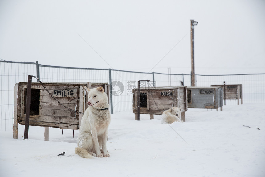 挪威斯瓦尔巴，一只哈士基狗坐在围栏里图片