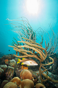水下珊瑚礁的鱼类和植物图片