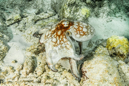 在水下暗礁游泳的章鱼图片
