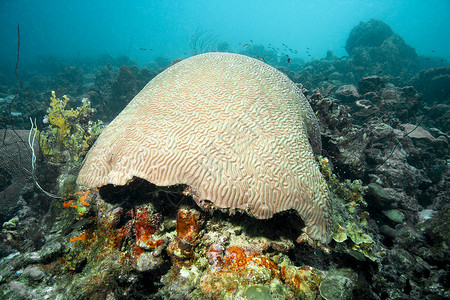 水下礁脑珊瑚图片