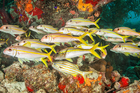 水下礁鱼群图片