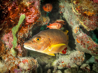 在水下暗礁游泳的鲈鱼背景图片