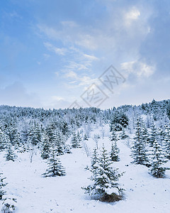 雪域冷杉林背景图片