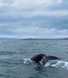 鲸之凝视冰岛海面上的鲸鱼尾背景