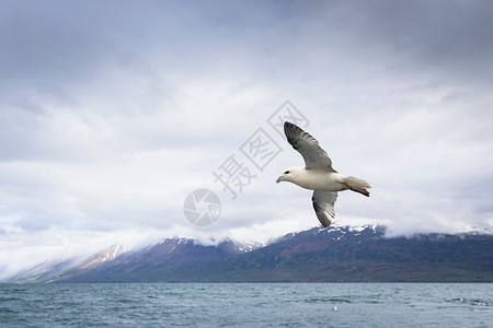 飞越海洋的海鸥高清图片