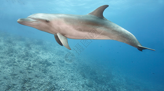 海豚吉祥物宽吻海豚在海里游泳背景