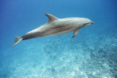 宽吻海豚在海里游泳图片