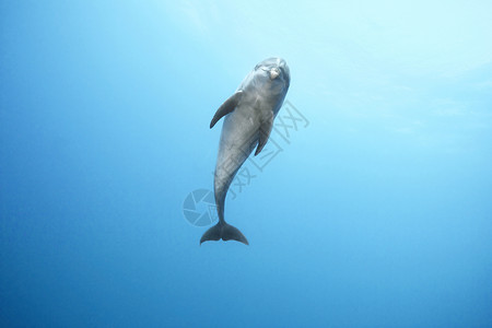 宽吻海豚在海里游泳图片