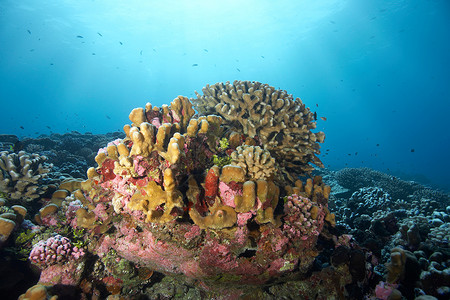 珊瑚礁特写背景图片