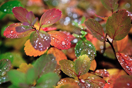 秋叶特写镜头秋叶上的水滴背景