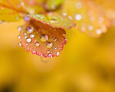 秋叶上的水滴背景图片