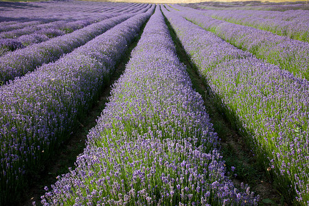 田野里一排紫色的花图片