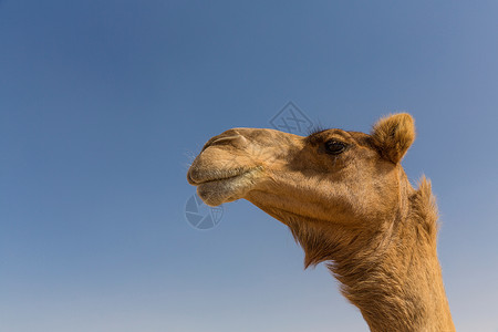 阿拉伯联合酋长国迪拜骆驼头特写镜头背景