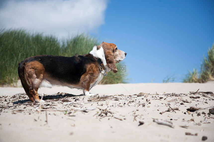 海滩上的巴塞特猎犬图片