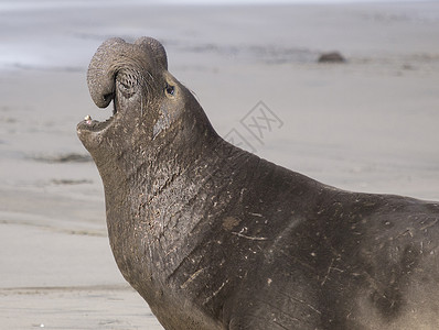海豹公牛美国加利福尼亚成年雄性象海豹背景