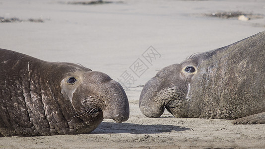 美国加利福尼亚州阿诺纽沃州立公园成年雄性象海豹图片