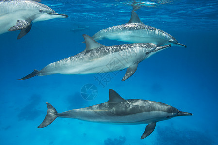 旋梭海豚群海豚喷水高清图片