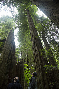 父亲就像大树美国加利福尼亚州红杉国家公园，父子抬头背景
