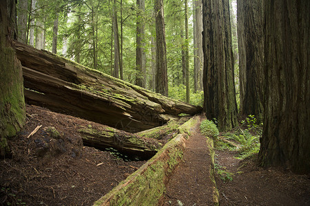 美国加利福尼亚州红杉国家公园倒树图片