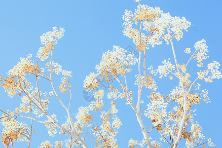 植物在晴朗的蓝天上生长背景图片