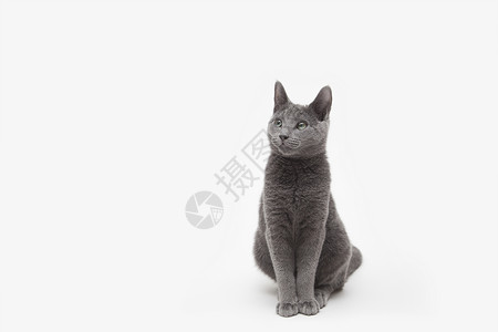 俄罗斯蓝猫背景图片