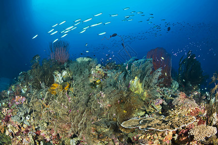 珊瑚上的鱼所罗门群岛蒙达维高清图片