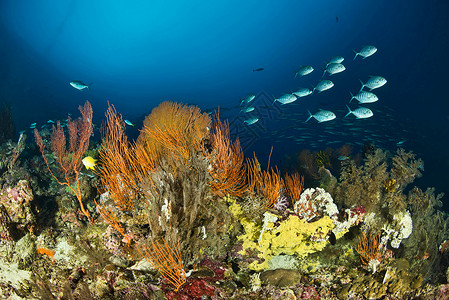 海洋礁景野生动物蒙达维高清图片