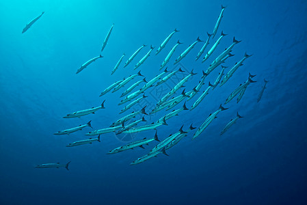 梭鱼所罗门群岛高清图片