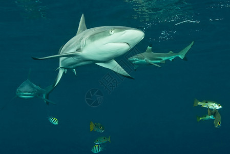 鲨鱼禁忌所罗门群岛的暗礁鲨鱼在水下背景