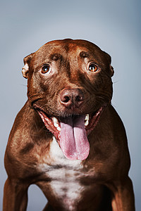 伸出舌头的斗牛犬的肖像背景图片