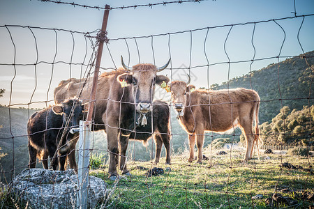 奶牛，放牧，布格罗，撒丁岛，意大利图片