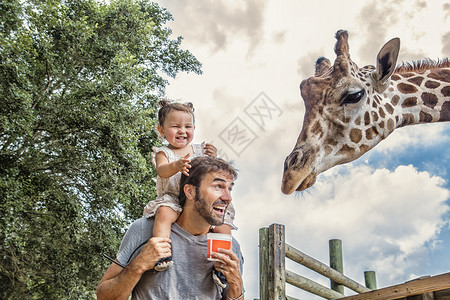 在动物园里，父亲肩上咯咯笑着的小女孩正在喂长颈鹿高清图片