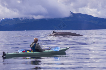 入迷美国阿拉斯加州科迪亚克雄性皮划艇观赏鳍鲸背景