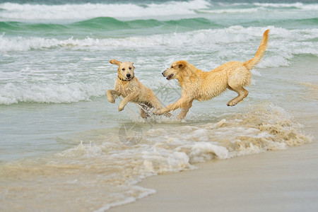 两条狗在海滩上玩耍高清图片