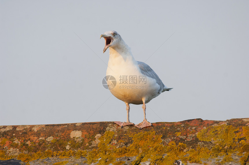 海鸥站在墙上图片