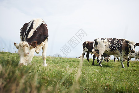 牛吃草两只牛在吃草背景