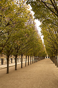 巴黎皇家宫殿的树木大道图片