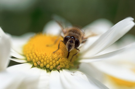 蜜蜂在雏菊上图片